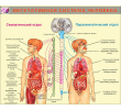 075_1100х900 - вегетативная система человека