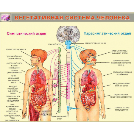 Вегетативная система человека